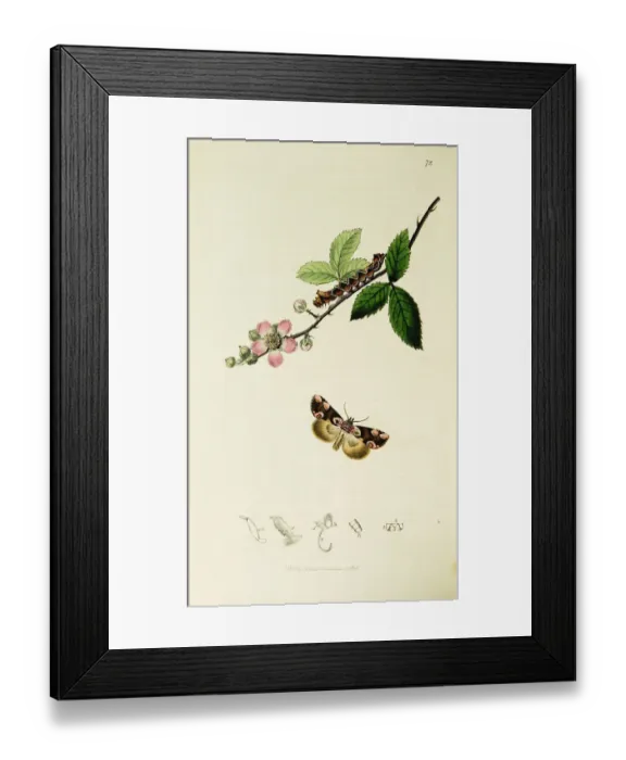 Framed Print : Curtis British Entomology Plate 72 Framed Print : Curtis British Entomology Plate 72