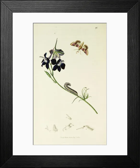 Framed Print : Curtis British Entomology Plate 76 Framed Print : Curtis British Entomology Plate 76