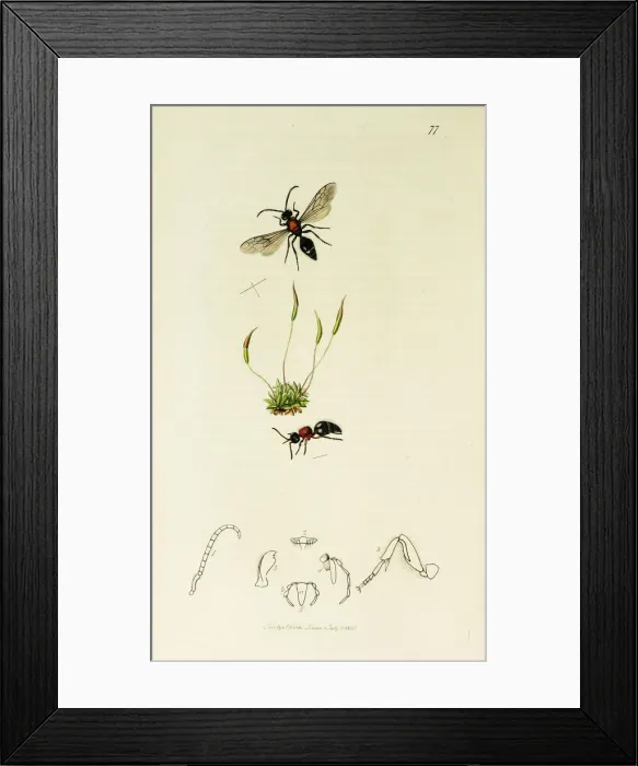 Framed Print : Curtis British Entomology Plate 77 Framed Print : Curtis British Entomology Plate 77