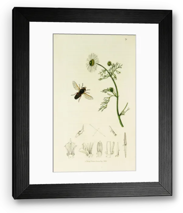 Framed Print : Curtis British Entomology Plate 78 Framed Print : Curtis British Entomology Plate 78
