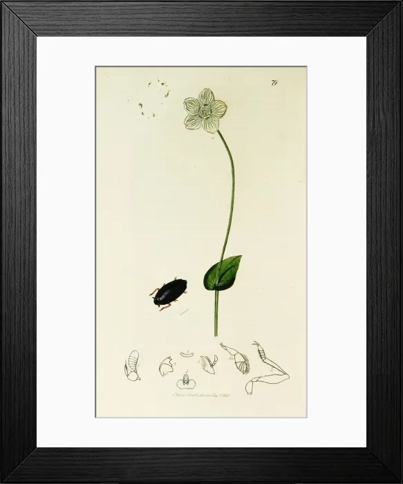 Framed Print : Curtis British Entomology Plate 79 Framed Print : Curtis British Entomology Plate 79
