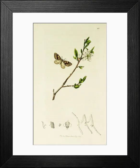 Framed Print : Curtis British Entomology Plate 81