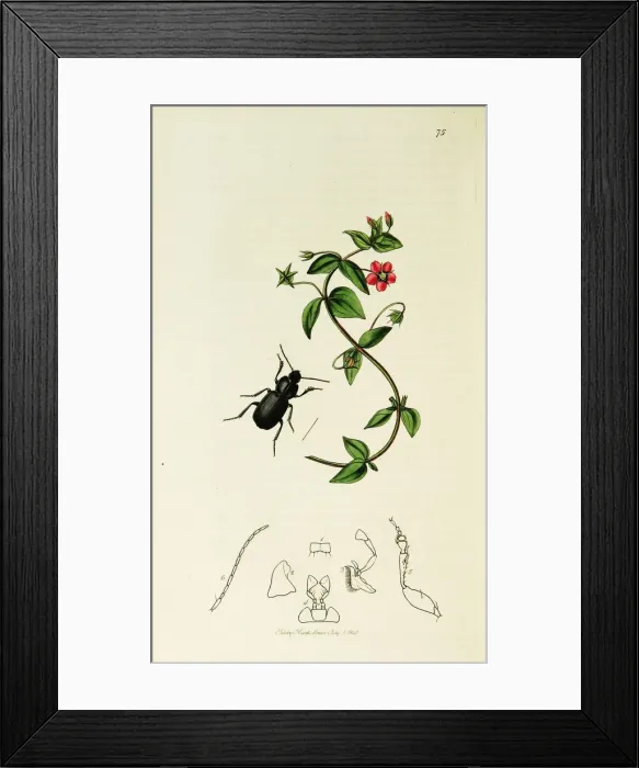 Framed Print : Curtis British Entomology Plate 75 Framed Print : Curtis British Entomology Plate 75