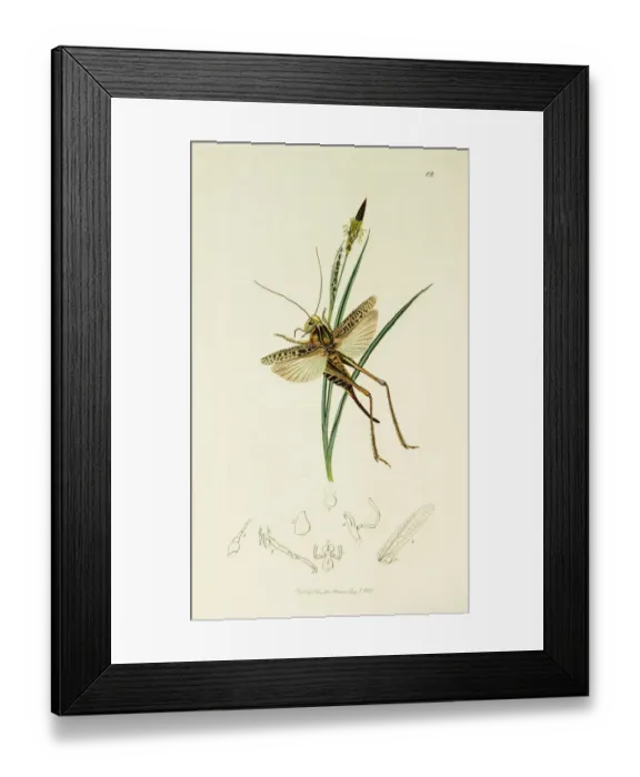 Framed Print : Curtis British Entomology Plate 82 Framed Print : Curtis British Entomology Plate 82