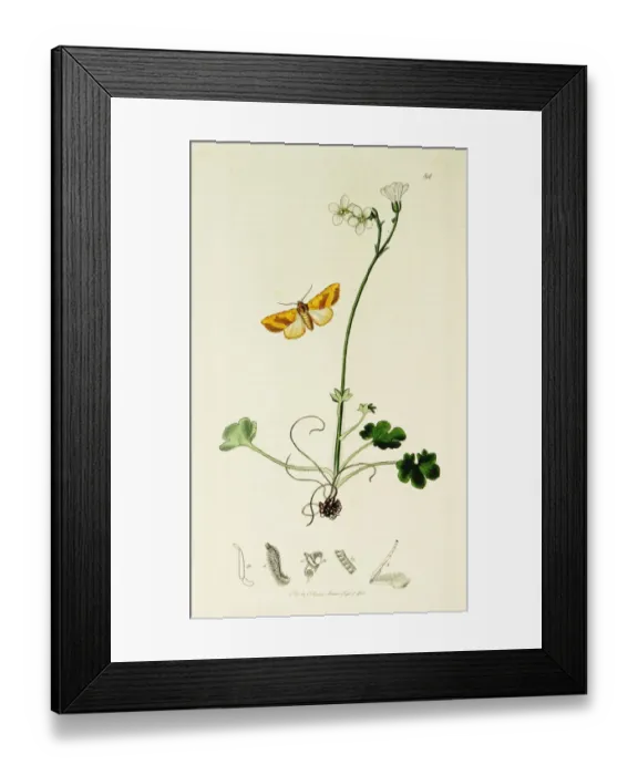 Framed Print : Curtis British Entomology Plate 84 Framed Print : Curtis British Entomology Plate 84
