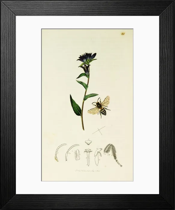 Framed Print : Curtis British Entomology Plate 85 Framed Print : Curtis British Entomology Plate 85