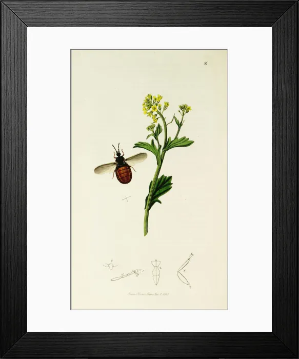 Framed Print : Curtis British Entomology Plate 86 Framed Print : Curtis British Entomology Plate 86