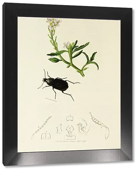 Curtis British Entomology Plate 83