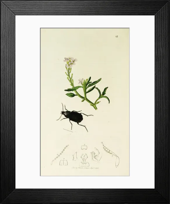 Framed Print : Curtis British Entomology Plate 83 Framed Print : Curtis British Entomology Plate 83