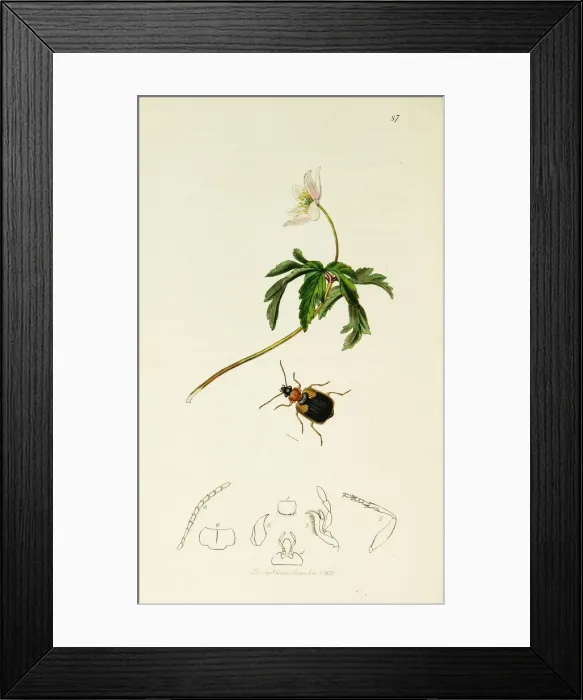 Framed Print : Curtis British Entomology Plate 87 Framed Print : Curtis British Entomology Plate 87