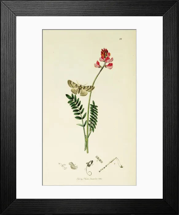 Framed Print : Curtis British Entomology Plate 88 Framed Print : Curtis British Entomology Plate 88