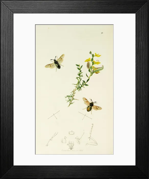 Framed Print : Curtis British Entomology Plate 89 Framed Print : Curtis British Entomology Plate 89