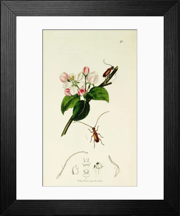 Framed Print : Curtis British Entomology Plate 91 Framed Print : Curtis British Entomology Plate 91