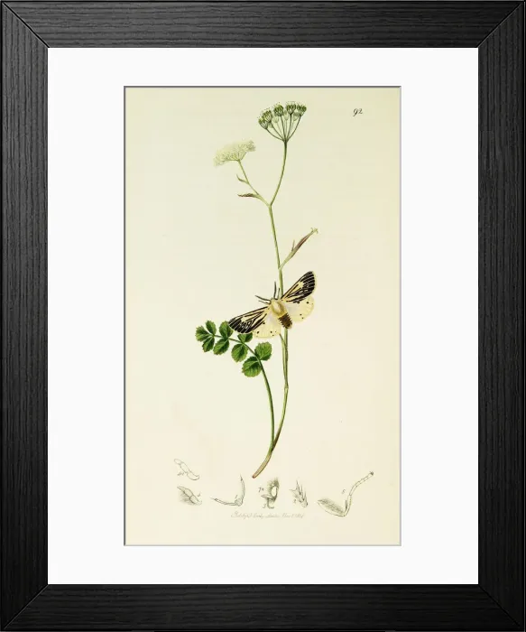 Framed Print : Curtis British Entomology Plate 92 Framed Print : Curtis British Entomology Plate 92