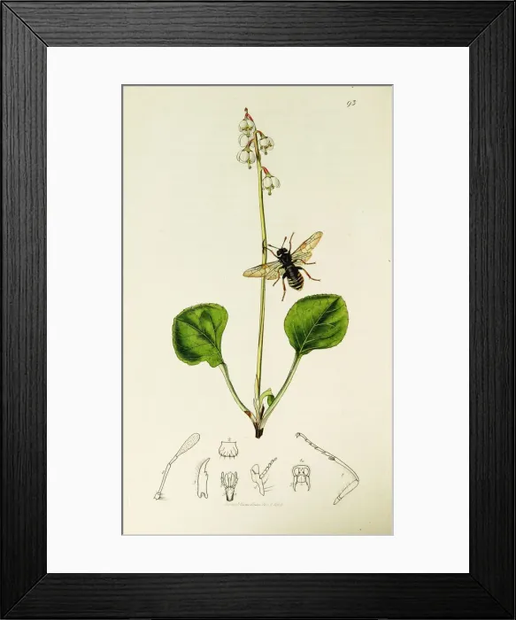 Framed Print : Curtis British Entomology Plate 93 Framed Print : Curtis British Entomology Plate 93