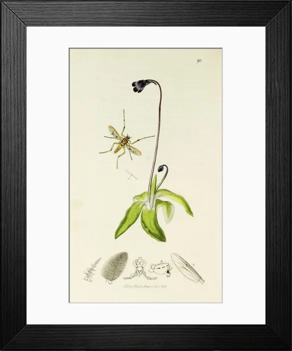 Framed Print : Curtis British Entomology Plate 90 Framed Print : Curtis British Entomology Plate 90