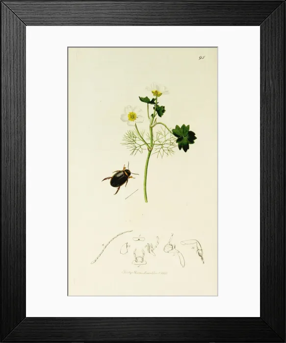 Framed Print : Curtis British Entomology Plate 95 Framed Print : Curtis British Entomology Plate 95