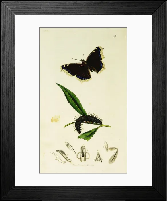 Framed Print : Curtis British Entomology Plate 96 Framed Print : Curtis British Entomology Plate 96
