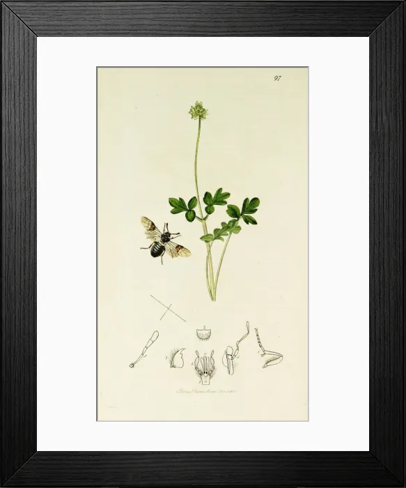 Framed Print : Curtis British Entomology Plate 97 Framed Print : Curtis British Entomology Plate 97