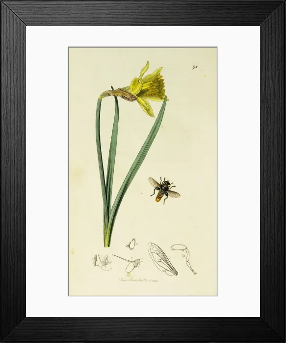 Framed Print : Curtis British Entomology Plate 98 Framed Print : Curtis British Entomology Plate 98