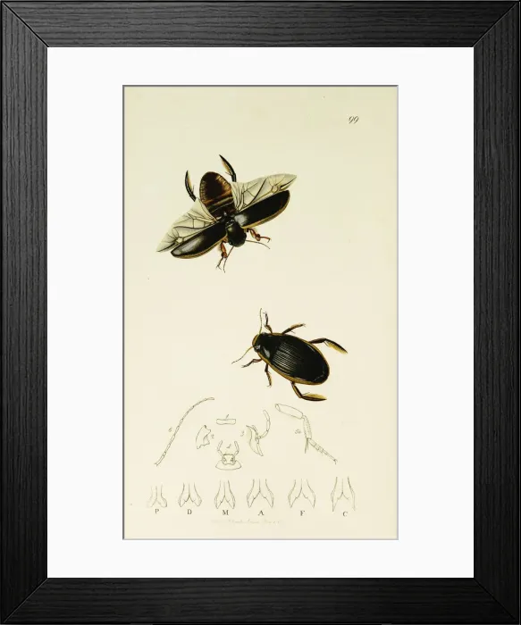 Framed Print : Curtis British Entomology Plate 99 Framed Print : Curtis British Entomology Plate 99