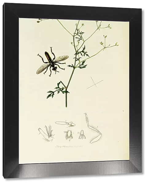Curtis British Entomology Plate 94