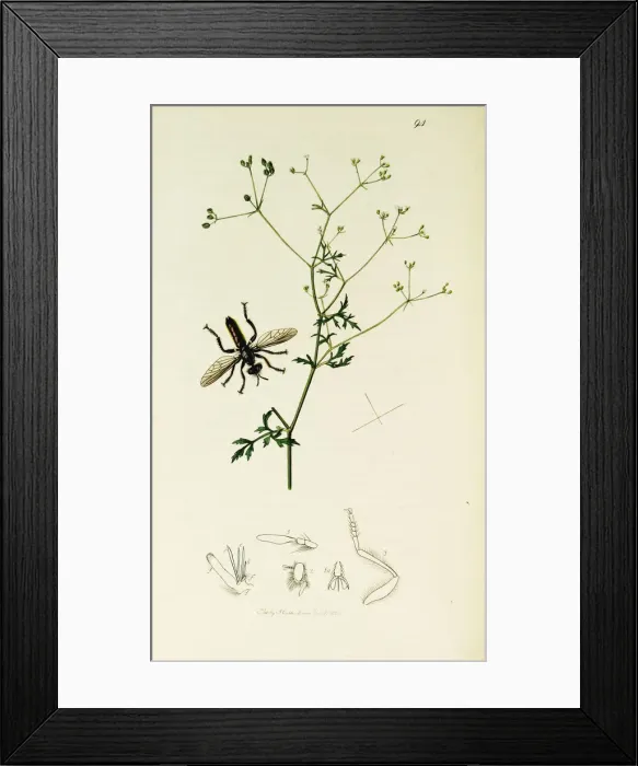 Framed Print : Curtis British Entomology Plate 94 Framed Print : Curtis British Entomology Plate 94
