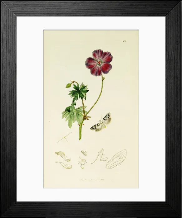 Framed Print : Curtis British Entomology Plate 100 Framed Print : Curtis British Entomology Plate 100