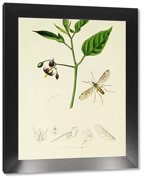 Curtis British Entomology Plate 102