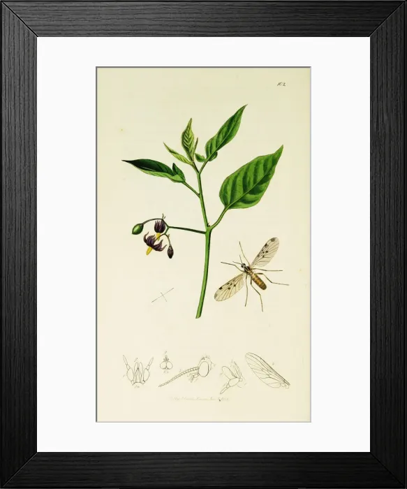 Framed Print : Curtis British Entomology Plate 102 Framed Print : Curtis British Entomology Plate 102
