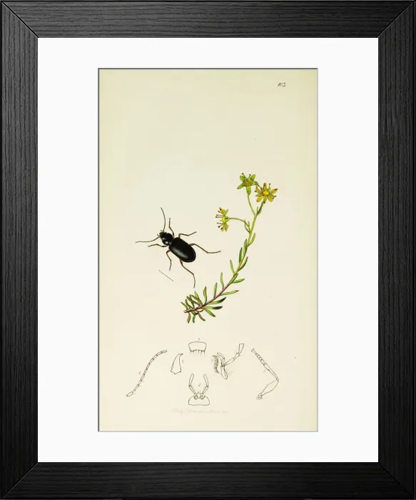 Framed Print : Curtis British Entomology Plate 103 Framed Print : Curtis British Entomology Plate 103