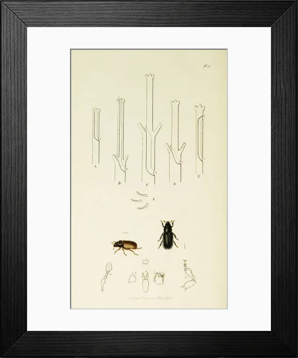 Framed Print : Curtis British Entomology Plate 104 Framed Print : Curtis British Entomology Plate 104