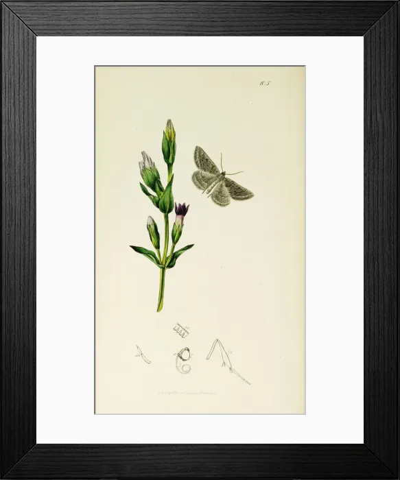Framed Print : Curtis British Entomology Plate 105 Framed Print : Curtis British Entomology Plate 105