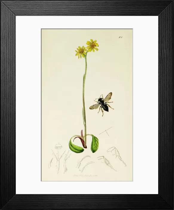 Framed Print : Curtis British Entomology Plate 101 Framed Print : Curtis British Entomology Plate 101
