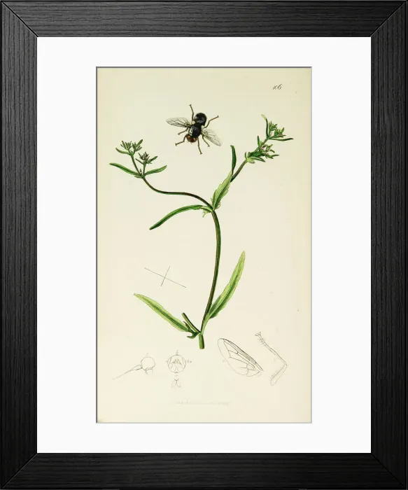 Framed Print : Curtis British Entomology Plate 106 Framed Print : Curtis British Entomology Plate 106