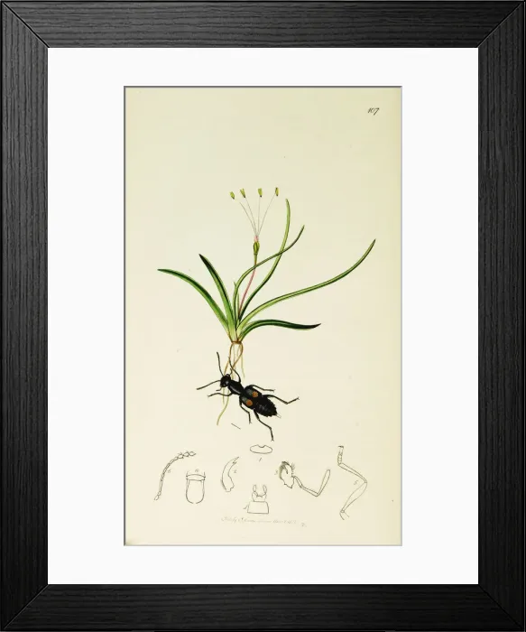Framed Print : Curtis British Entomology Plate 107 Framed Print : Curtis British Entomology Plate 107