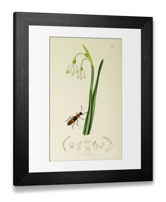 Framed Print : Curtis British Entomology Plate 108 Framed Print : Curtis British Entomology Plate 108
