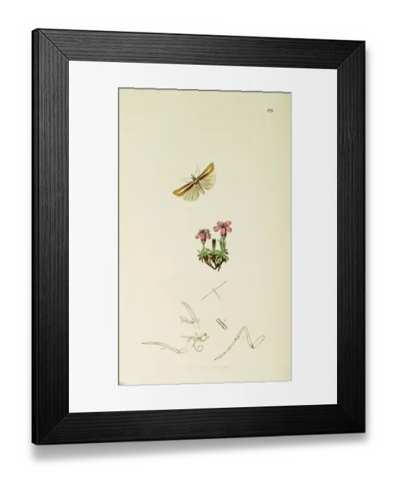 Framed Print : Curtis British Entomology Plate 109 Framed Print : Curtis British Entomology Plate 109
