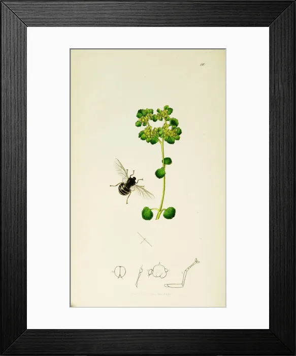Framed Print : Curtis British Entomology Plate 110 Framed Print : Curtis British Entomology Plate 110