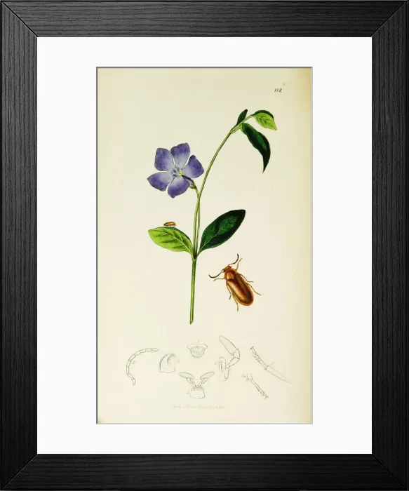 Framed Print : Curtis British Entomology Plate 112 Framed Print : Curtis British Entomology Plate 112