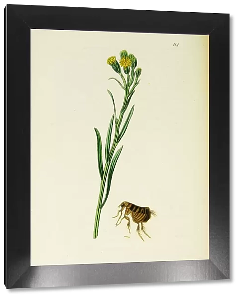 Curtis British Entomology Plate 114