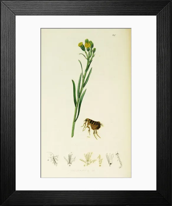 Framed Print : Curtis British Entomology Plate 114 Framed Print : Curtis British Entomology Plate 114