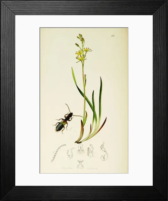 Framed Print : Curtis British Entomology Plate 115 Framed Print : Curtis British Entomology Plate 115