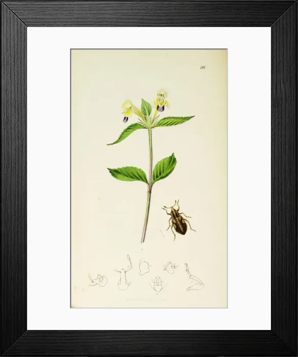 Framed Print : Curtis British Entomology Plate 116 Framed Print : Curtis British Entomology Plate 116