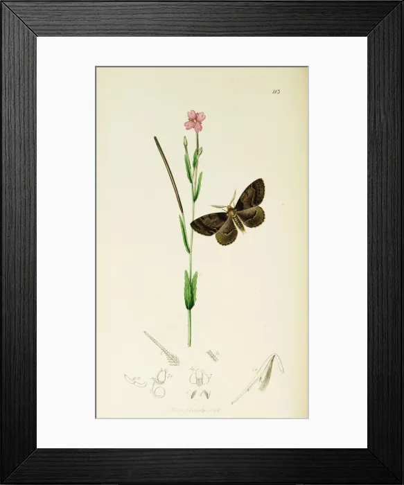 Framed Print : Curtis British Entomology Plate 113 Framed Print : Curtis British Entomology Plate 113