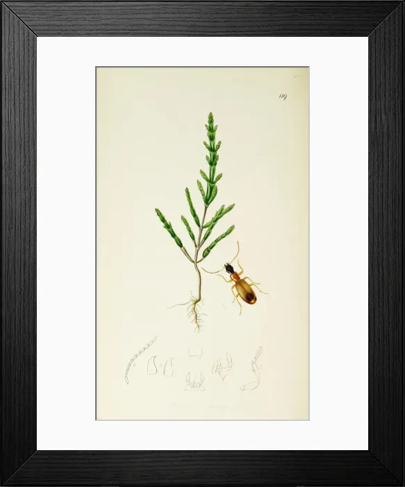 Framed Print : Curtis British Entomology Plate 119 Framed Print : Curtis British Entomology Plate 119