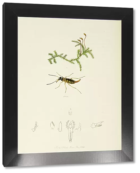 Curtis British Entomology Plate 118