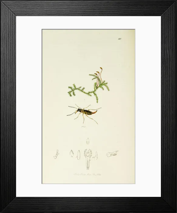 Framed Print : Curtis British Entomology Plate 118 Framed Print : Curtis British Entomology Plate 118