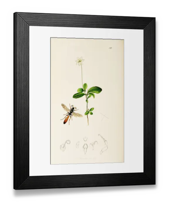 Framed Print : Curtis British Entomology Plate 120 Framed Print : Curtis British Entomology Plate 120