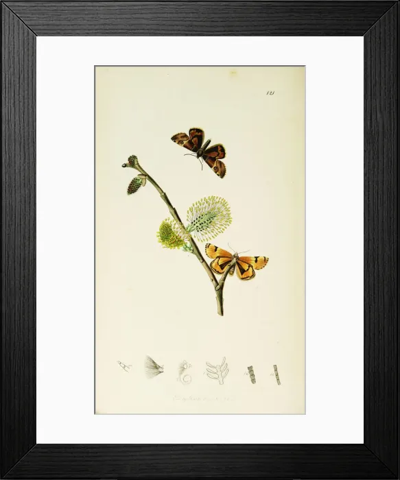 Framed Print : Curtis British Entomology Plate 121 Framed Print : Curtis British Entomology Plate 121